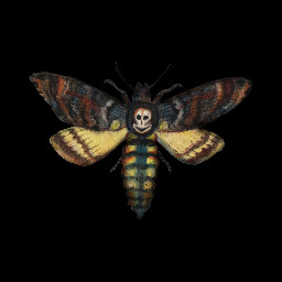 Death's-head Hawkmoth