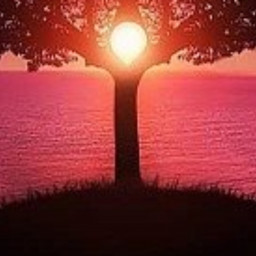 Sunset tree