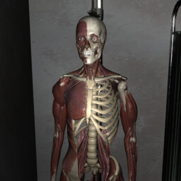 moving human body model