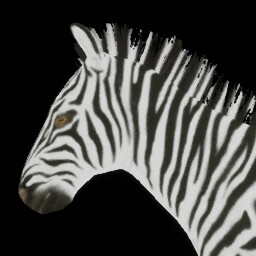 zebra