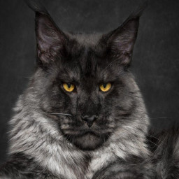 Maine Coon