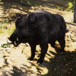 BOAR