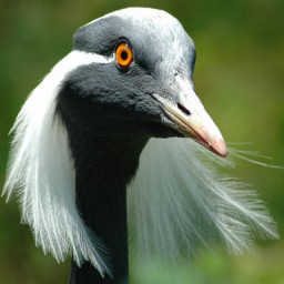 Demoiselle crane