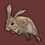 European Rabbit