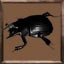 Three-horned Rhinoceros Beetle