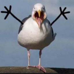 Rage bird