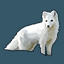 Arctic Fox