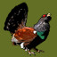 Wood Grouse