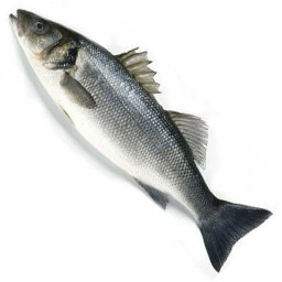 Proud fish Seabass