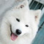 Samoyed