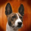 Basenji