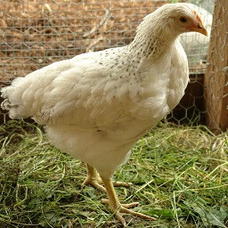 PULLET