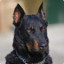 Beauceron