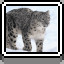 Snow Leopord