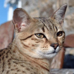 Egyptian Mau