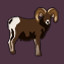 Bighorn Sheep