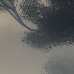 Misty tree