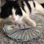 rich kitten 4 u