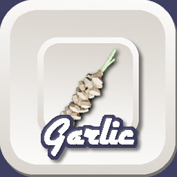 Garlic