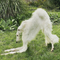 borzoi