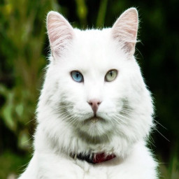 Turkish Angora