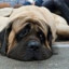 English Mastiff