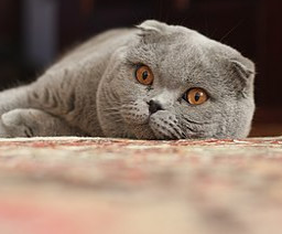 Scottish Fold