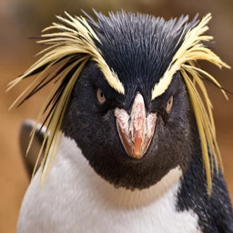 Rockhopper penguin