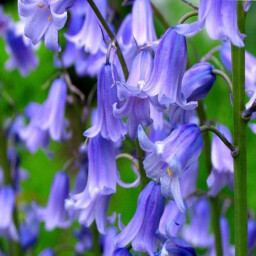 Bluebell