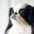 Japanese Chin