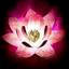 Pink Lotus