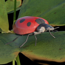 Ladybug