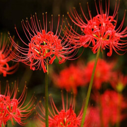 Lycoris Radiata