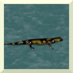 NEW SEE SALAMANDER