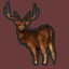 Rusa Deer