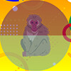 Barbary Macaque