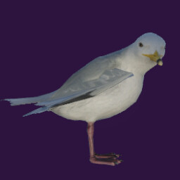 Seagull