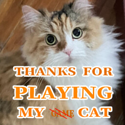 Thanks for playing my cat