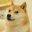 Doge 1