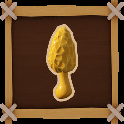 Gold Morel