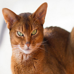 Abyssinian cat