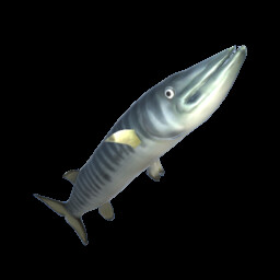 Barracuda