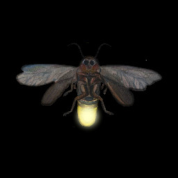 The Firefly