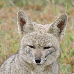 Stoned Andean Zorro