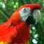 Scarlet macaw