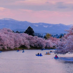 Sakura