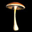 Mushroom 1