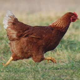 HEN