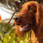 Irish Setter