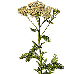 Yarrow